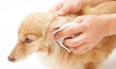 Proper Ear Care for Pets
