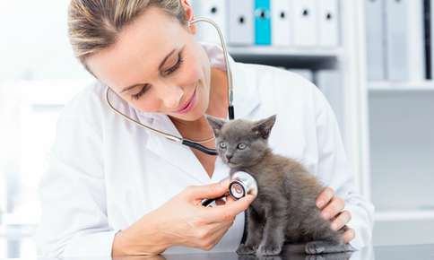 Preparing for Kitten Season – Spay and Neuter Your Pets and Keep Them Safe and Indoors