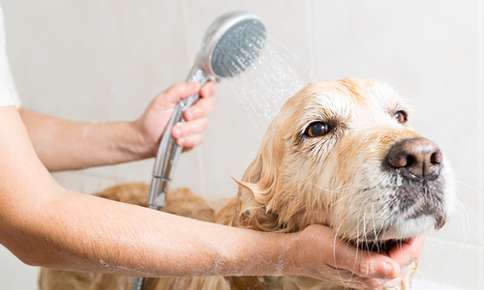 What To Know About Bathing and Grooming Your Dog