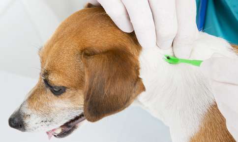 Keeping Your Pets Safe During Flea and Tick Season