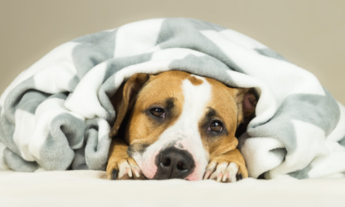 Cold Symptoms in Dogs