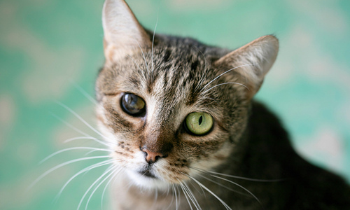 Glaucoma in Cats