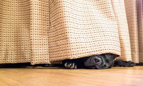 Why Do Pets Hide When They’re Sick?