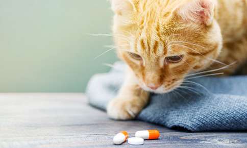 Try These Tricks the Next Time You Have to Give Your Pet Medication