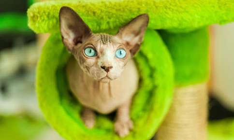 Protect Your Hairless Pet’s Sensitive Skin with These Tips