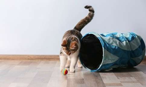 How to Help Your Cat Get More Exercise