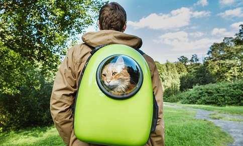 Cat Backpacks: The New Trend in Feline Transportation