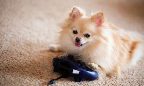 Video Games and Your Pet