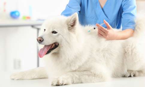 What Vaccines Are Right For Your Pet?