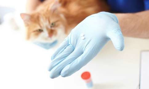 Medication Tips For Your Pet