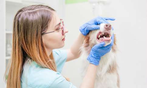 Preparing For Pet Dental Month