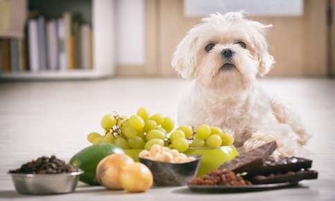 How To Avoid A Pet Poisoning