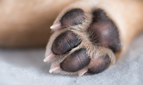 How to Treat Common Paw Problems in Dogs