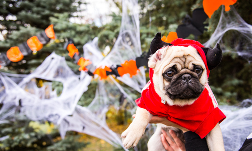 Safety Guidelines for Pet Costumes