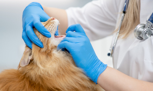 Pet Dental Care – Tips to Manage Your Pet’s Oral Health
