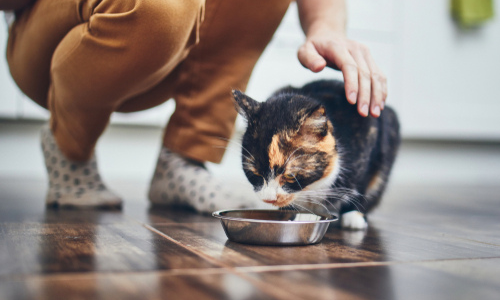Preventing Obesity in Cats