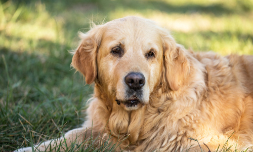 Identifying Dementia in Senior Dogs