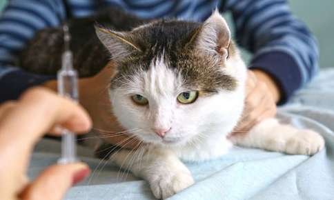 Diabetes in Cats: Prevention and Treatment