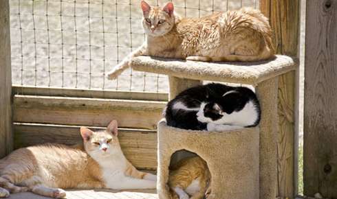 Is a Cat Enclosure Right for Your Cat?