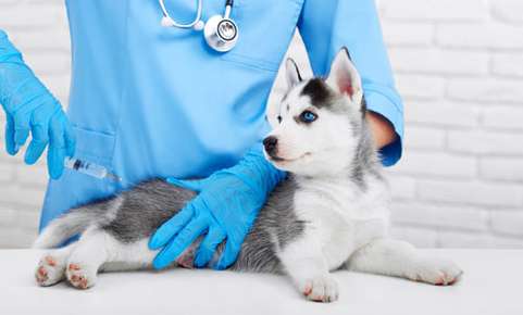Why the Controversy About Pet Vaccinations?