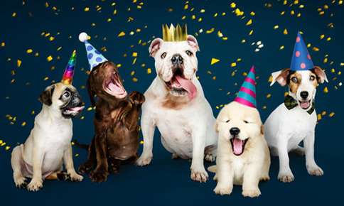 Pawty with Your Pet – National Dog Party Day