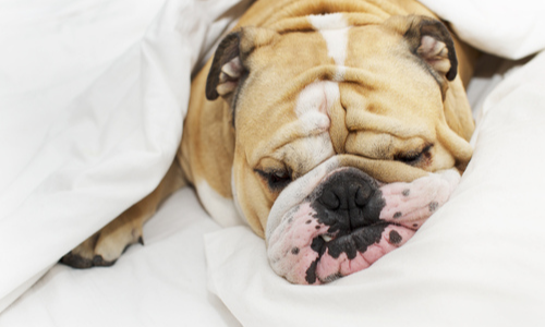 8 Common Reasons Why Your Dog is Snoring