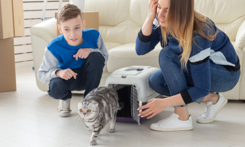How to Help Your New Cat Feel Welcomed in Your Home