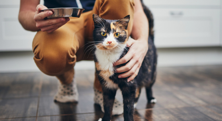 Mistakes to Avoid as a Cat Owner
